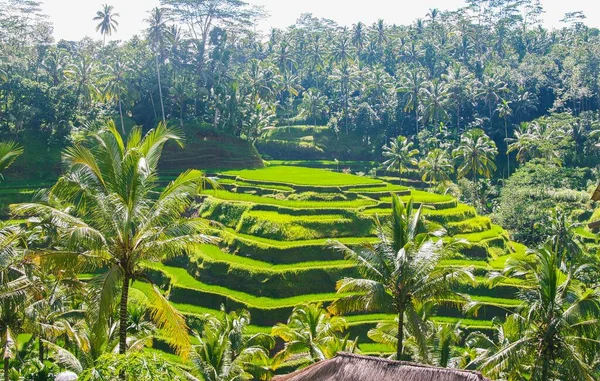View Rice Terraces Valley Palm Trees Bright Sunshine Bali Indonesia — Stock Photo, Image