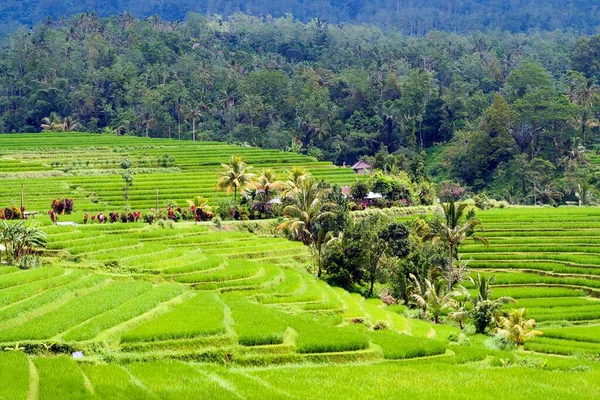 View Farm Green Valley Rice Paddies Forest Background Bali Indonesia — Stock Photo, Image