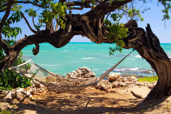 ねじれたアーチ状の曲がった木の下に隔離された空のハンモックターコイズブルーの海 ジャマイカ — ストック写真