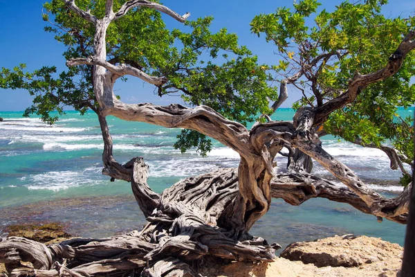 波の白い泡でターコイズブルーの野生の海の前の岩の地面にねじれた曲がった木 ジャマイカ — ストック写真