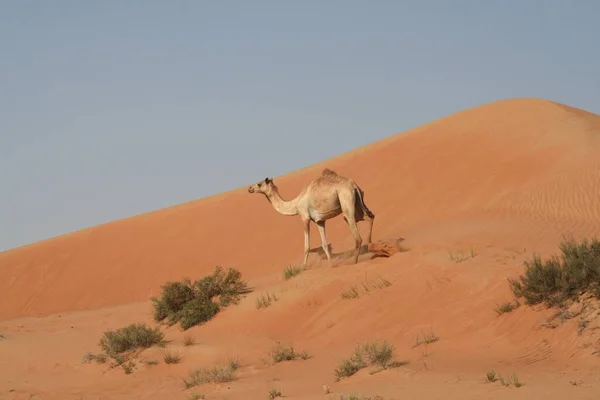 Seul Dromadaire Dans Désert Isolé Oman — Photo