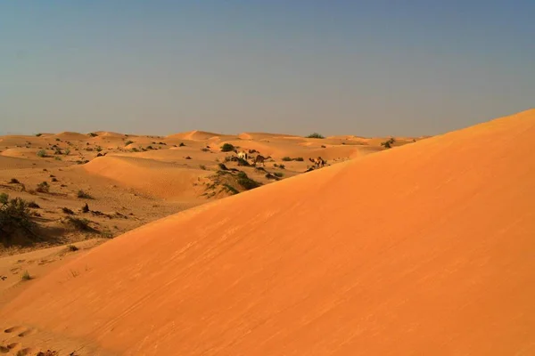 Umman Çölü Mavi Gökyüzüne Karşı Uzak Dromedary Üzerinde Kırmızı Turuncu — Stok fotoğraf