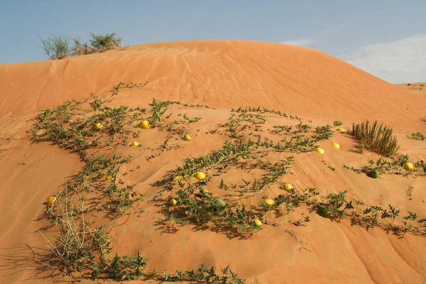 Maçãs Amargas Amarelas Citrullus Colocynthis Areia Vermelha Deserto Omã — Fotografia de Stock