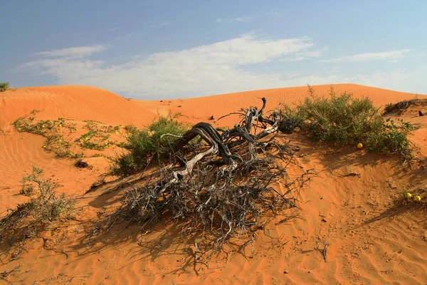 Deserto Omã Vista Sobre Árvore Seca Queimada Morta Nua Duna — Fotografia de Stock