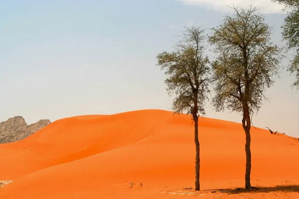 Deserto Omã Vista Sobre Duna Areia Laranja Vermelha Com Grupo — Fotografia de Stock