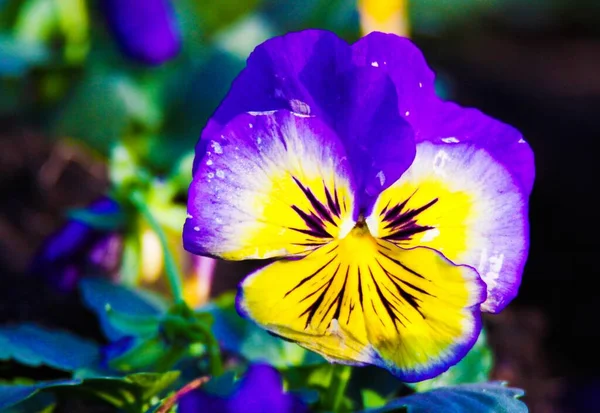 Nahaufnahme Von Gelb Leuchtenden Und Blau Rosa Stiefmütterchen Blume Hellem — Stockfoto