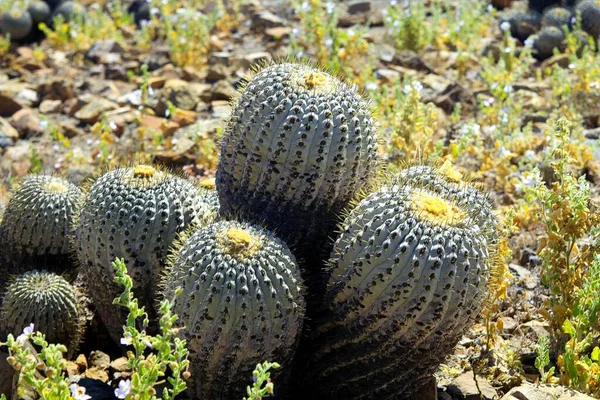 Cactus Copiapoa Timebrosa Узбережжі Пустелі Атакама Пан Азукар — стокове фото
