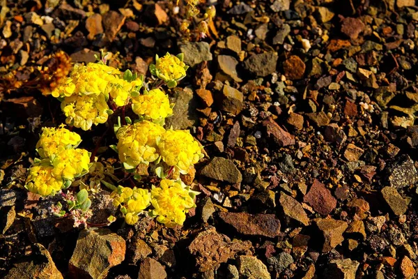 Жовта Квітка Rosita Cruckshaksia Verticillata Росте Сухій Землі Дрібних Каменів — стокове фото
