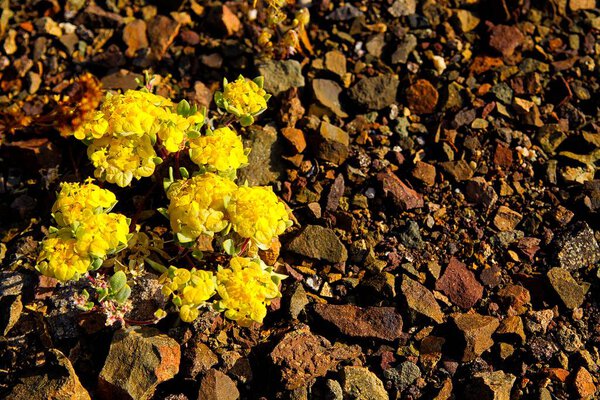Yellow Rosita Cruckshaksia verticillata flower growing on dry ground of small stones in arid landscape of Atacama desert at Pan de Azucar