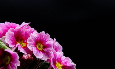 İzole edilmiş, ıslak, pembe ve beyaz çiçeklerin fotoğrafçılığı yağmur damlaları, siyah arkaplan, metin için kopya alanı - primrose, primula acaulis