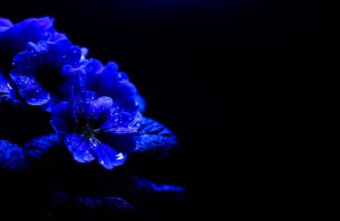 Aydınlatılmış ıslak mavi çiçeğin stüdyo fotoğrafları yağmur damlaları, siyah arkaplan, metin için kopya alanı - primrose, primula acaulis (seçici odak noktası)