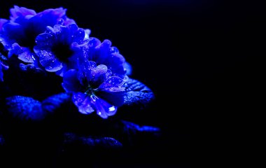 Aydınlatılmış ıslak mavi çiçeğin stüdyo fotoğrafları yağmur damlaları, siyah arkaplan, metin için kopya alanı - primrose, primula acaulis (seçici odak noktası)