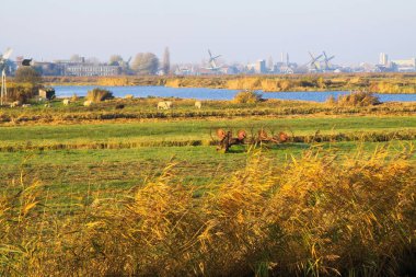 ZAANSE SCHANS (ZAANDIJK), NETHERLANDS - 28 Ekim. 2018: Ekin tarlaları, nehir ve koyunların yel değirmenlerinde ve Hollanda şehrinin ufuk çizgisi üzerinde kırsal manzaraya bakın
