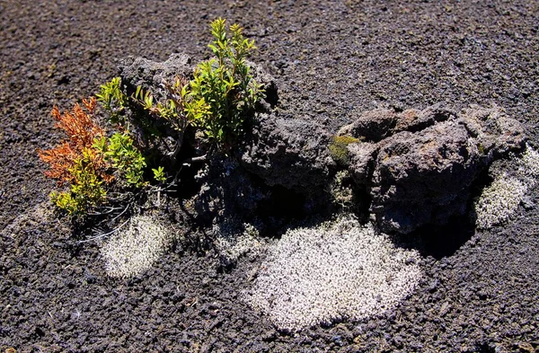 Ізольовані Сухі Рослини Чорному Вулканічному Попелі Центральній Частині Чилі — стокове фото