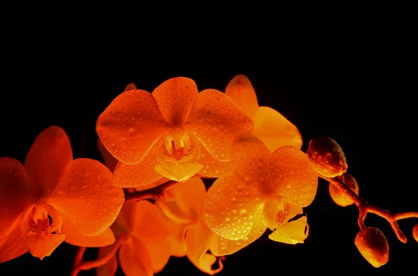 Studio Shot Close Red Yellow Isolated Illuminated Glowing White Orchid — Stock Photo, Image