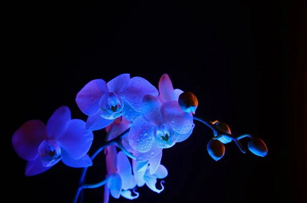 Estúdio Tiro Perto Azul Isolado Iluminado Brilhante Flor Orquídea Branca — Fotografia de Stock