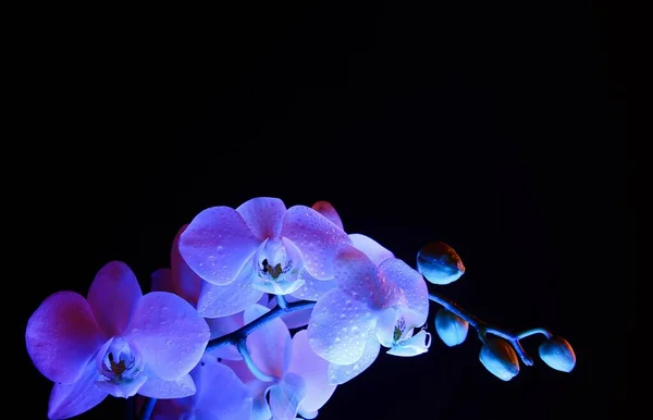 Stúdió Lövés Közelről Kék Elszigetelt Megvilágított Világító Fehér Orchidea Virág — Stock Fotó