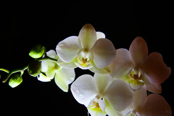 Estudio Primer Plano Blanco Verde Aislado Iluminado Brillante Flor Orquídea —  Fotos de Stock