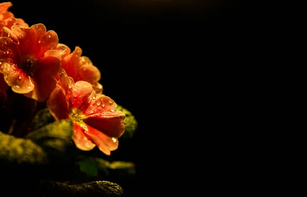 Studio Photographie Της Απομονωμένης Φωτισμένο Υγρό Κίτρινο Μακελειό Άνθη Λουλουδιών — Φωτογραφία Αρχείου