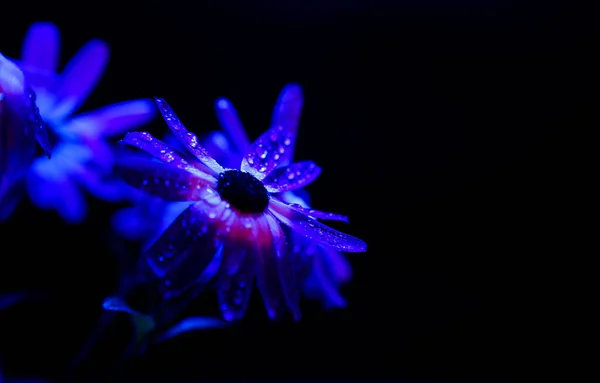 Studio Photographie Isolated Blue White Flower Blossoms Water Drops Black — Stock Photo, Image