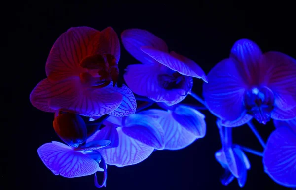 Estúdio Tiro Orquídea Isolada Flor Flor Branca Rosa Iluminada Por — Fotografia de Stock