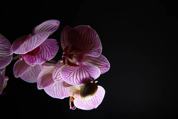 Studyjne Ujęcie Pojedynczej Orchidei Biały Różowy Kwiat Kwiatowy Oświetlony Sztucznym — Zdjęcie stockowe