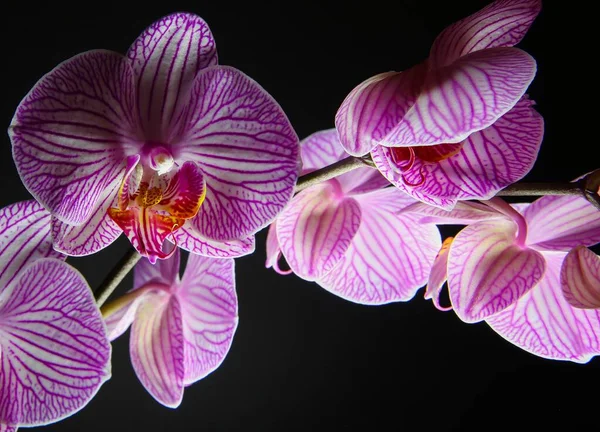 Stúdió Lövés Elszigetelt Orchidea Fehér Rózsaszín Virág Virágzás Megvilágított Mesterséges — Stock Fotó