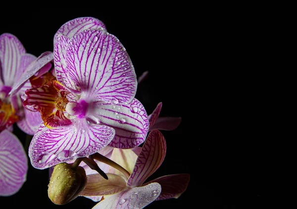 Stúdió Lövés Elszigetelt Orchidea Fehér Rózsaszín Virág Virágzás Vízcseppekkel Megvilágított — Stock Fotó