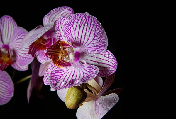 Studyjne Ujęcie Pojedynczej Orchidei Biały Różowy Kwiat Kwiatu Kroplami Wody — Zdjęcie stockowe