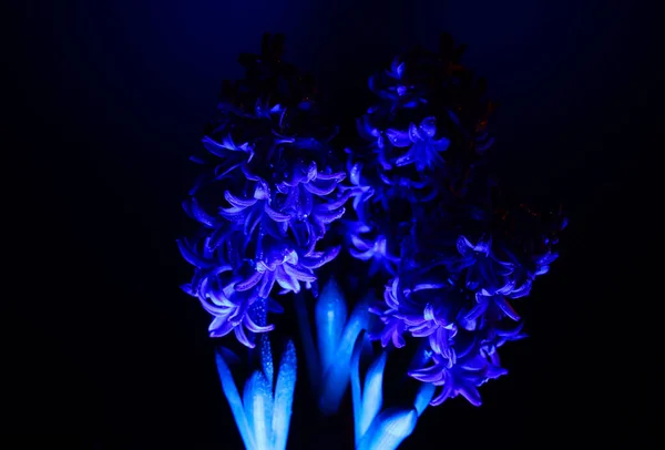 Studio Shot Isolated Purple Flower Blossoms Illuminated Artificial Blue Light — Stock Photo, Image