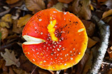 İzole edilmiş mantar (amanita muscaria, fly agaric) kahverengi yapraklı üst görünüm - Almanya