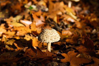 Taze şemsiye mantarının (makrolepiota procera) arka planında parlak sonbahar güneşiyle aydınlatılmış bulanık yapraklarla yan görünümü - Almanya