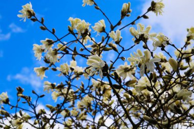 Beyaz manolya ağacının düşük açılı görüntüsü, baharda kümülüs bulutlarıyla mavi gökyüzüne karşı çiçek açar.