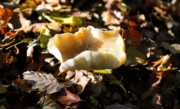 Zole Edilmiş Süt Beyazı Brittlegill Mantar Mantarına Russula Delica Yakın — Stok fotoğraf