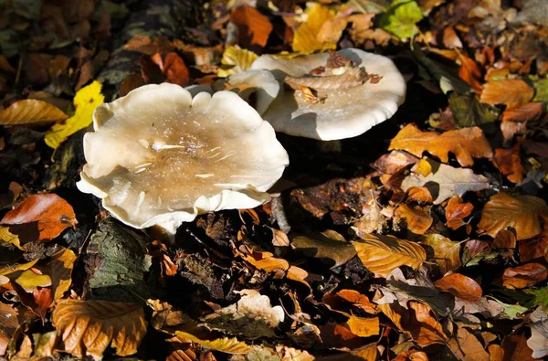 Close Isolated Shiny Milk White Brittlegill Mushroom Fungus Russula Delica — Stock Photo, Image