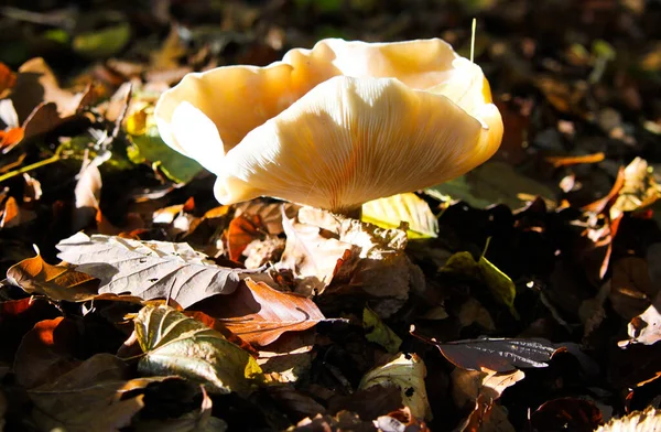 德国森林林下树叶间的秋日自然光照射下分离的亮晶晶乳白色脆腿蘑菇 Russula Delica 的特写 — 图库照片