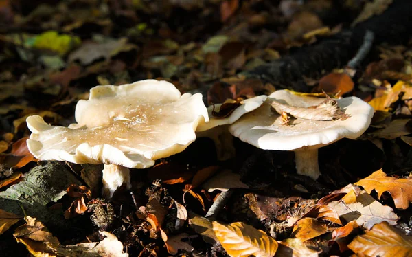 Close Isolated Shiny Milk White Brittlegill Mushroom Fungus Russula Delica — Stock Photo, Image