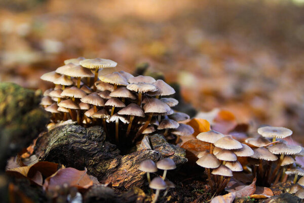 Close up of group small mushrooms (mycena) growing on dead tree trunk in forest - Germany