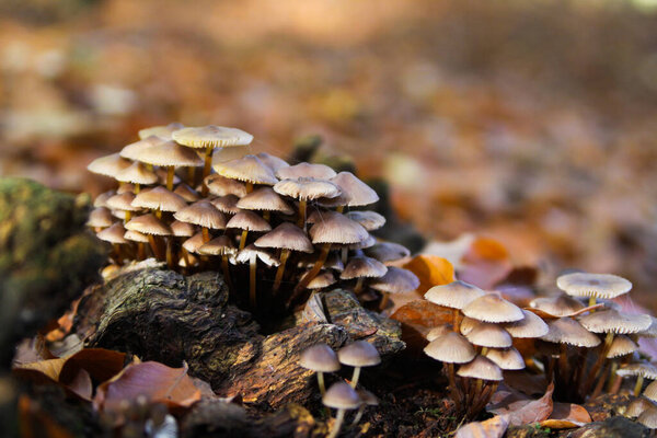 Закрытие группы маленьких грибов (мицена), растущих на стволе мертвого дерева в лесу - Германия
