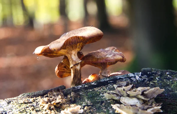 Close Parasitic Fungus Armillaria Dead Tree Trunk Blurred Trees Forest — Stock Photo, Image