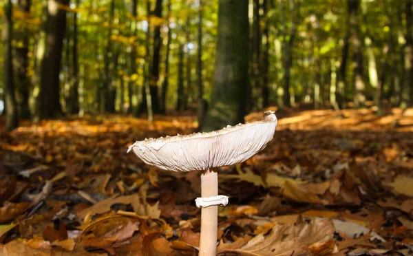 Zijaanzicht Lage Hoek Close Van Parasol Paddestoel Macrolepiota Procera Met — Stockfoto