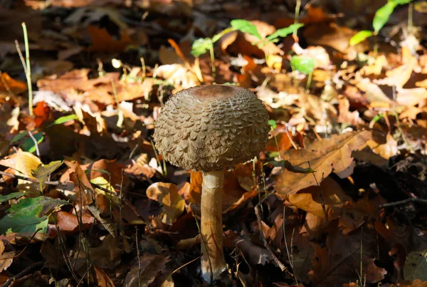 Вигляд Збоку Біля Молодого Парасолькового Гриба Лат Macrolepiota Procera Розмитим — стокове фото