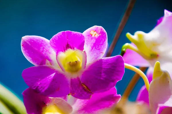 Közelkép Fehér Rózsaszín Dendrobium Orchidea Chiang Mai Thaiföld — Stock Fotó