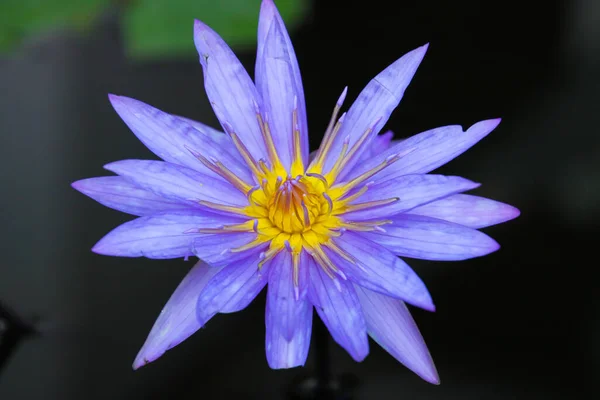 泰国清迈蓝花和黄花的特写 — 图库照片