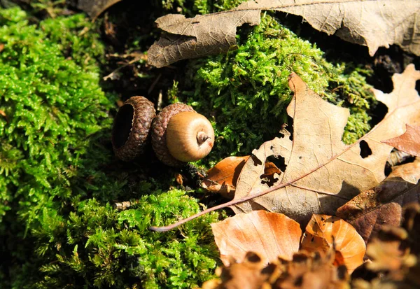 秋の気分 明るい秋の太陽の下で緑の苔で木の幹に自然なヘーゼルナッツ キノコ ドイツ — ストック写真