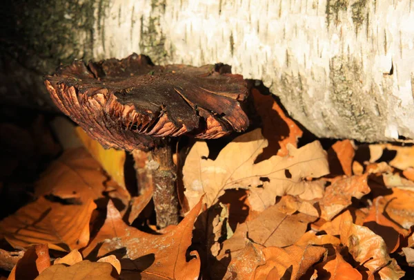 Close Isolated Dry Black Brown Mushroom Leaves Foliage Birch Tree — Stock Photo, Image