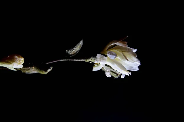 Studio Shot Bright Shining Isolated Magnolia Tree Branch White Blossom — Stock Photo, Image