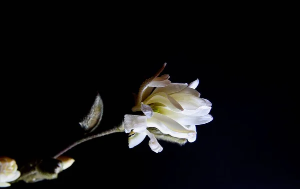 Studio Shot Bright Shining Isolated Magnolia Tree Branch White Blossom — Stock Photo, Image