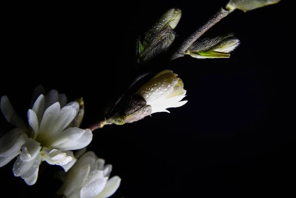 Studio Shot Bright Shining Isolated Magnolia Tree Branch White Blossom — Stock Photo, Image