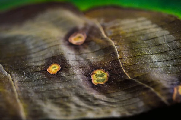 Makro Närbild Isolerade Gröna Delvis Vissnade Yucca Palm Blad Med — Stockfoto